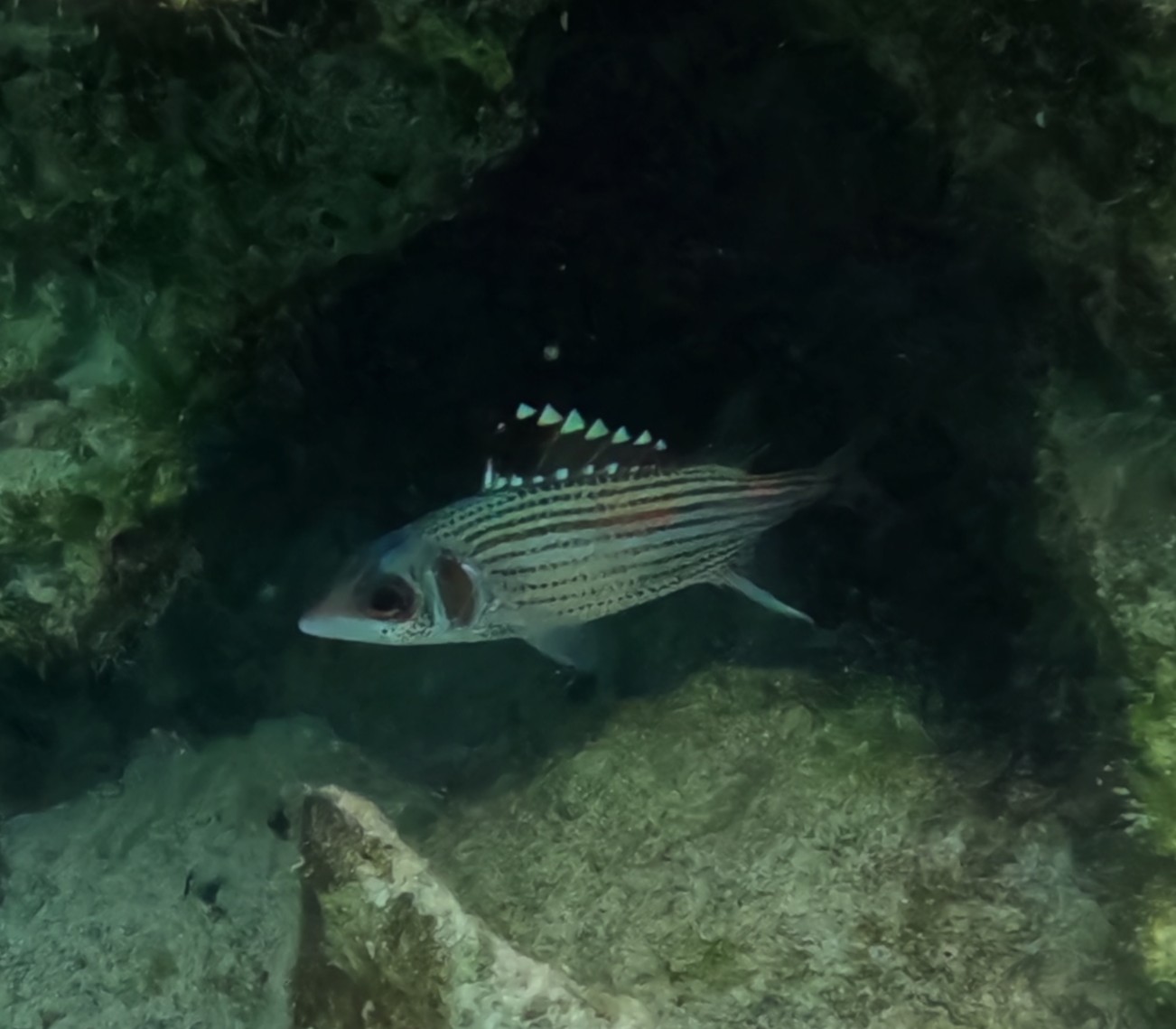 ウケグチイットウダイ