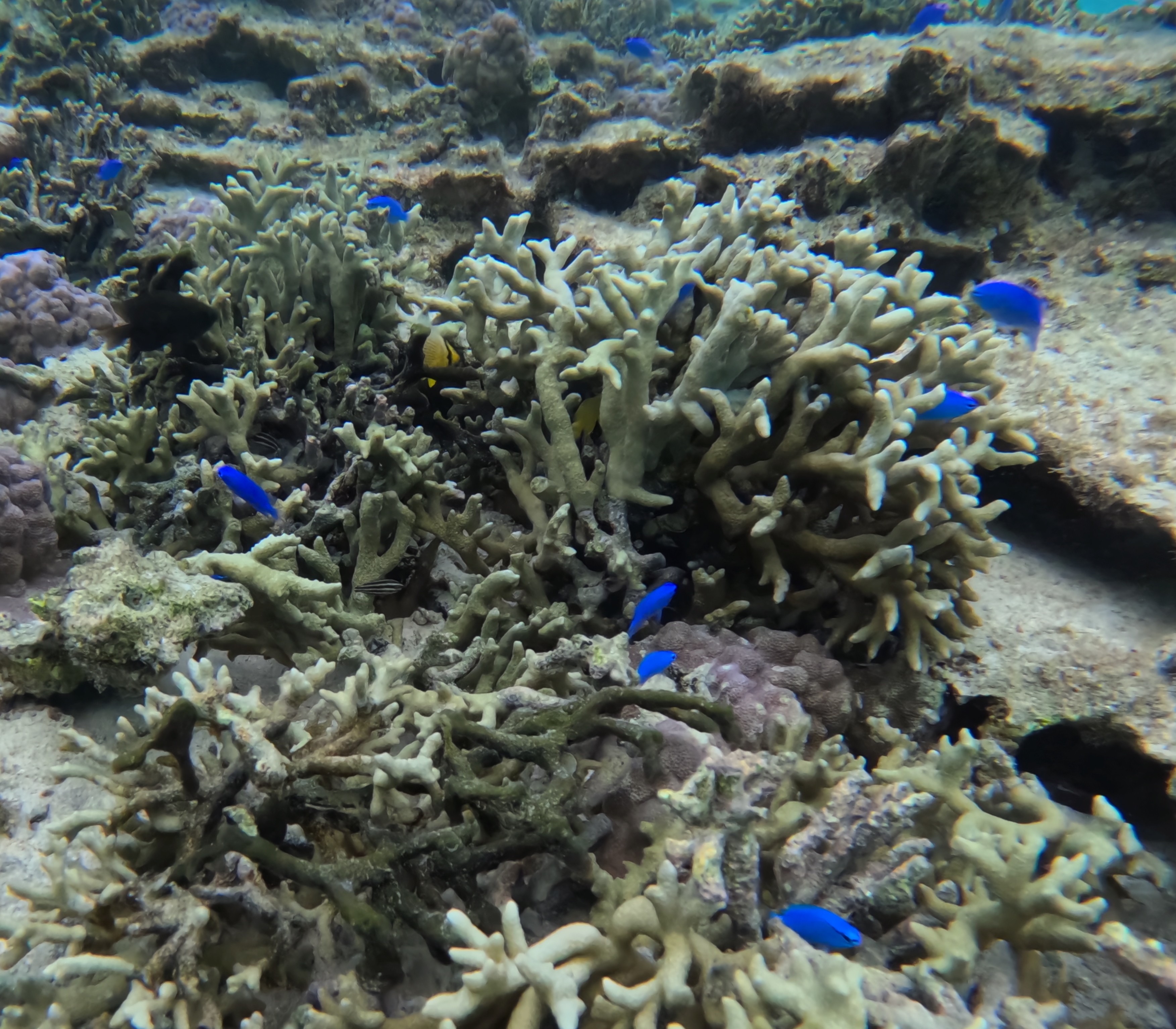 ルリスズメダイ