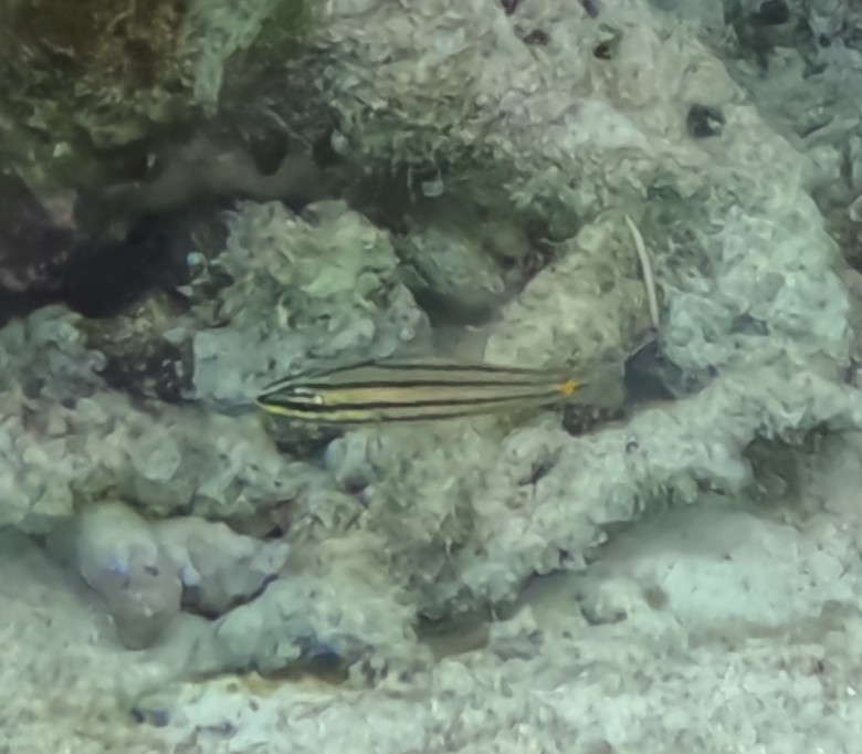 ヒラテンジクダイ